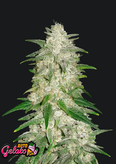 Gelato Auto.png